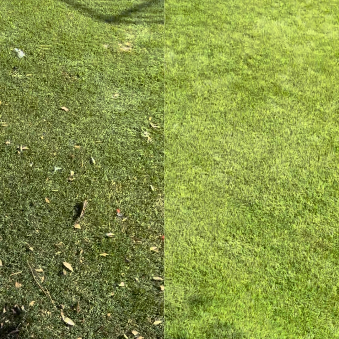 Before and after comparison showing complete waste removal on artificial turf