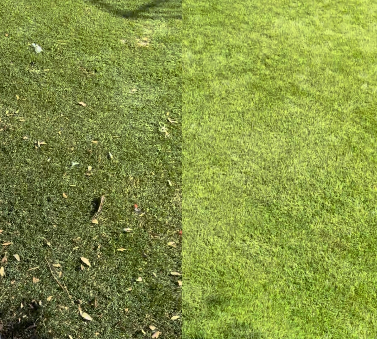Before and after comparison of debris removal from artificial turf in Henderson